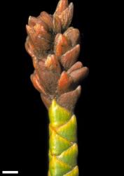 Veronica lycopodioides. Infructescence. Scale = 1 mm.
 Image: W.M. Malcolm © Te Papa CC-BY-NC 3.0 NZ